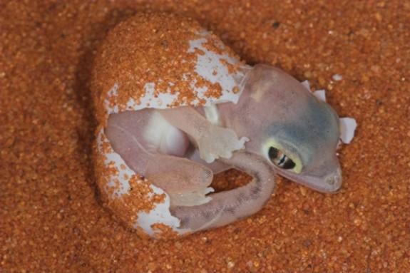 Hatchling P. rangei