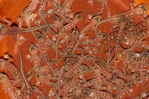 Palmatogecko rangei group