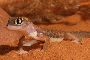 Ecology Care and Breeding of the Namib Web Footed Gecko