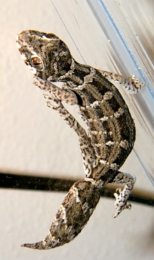 climbing viper gecko climbing viper gecko