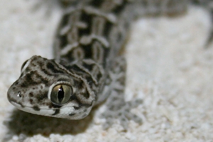 Hemidactylus imbricatus: A Gecko of Many Names