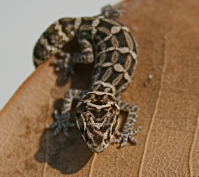 Hemidactylus imbricatus Hemidactylus imbricatus