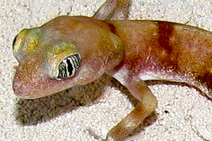 Taking On a New Unique, Rare and Exciting Species