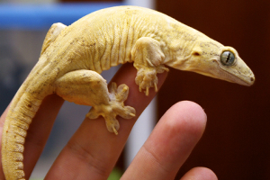 Halmahera Gecko Care