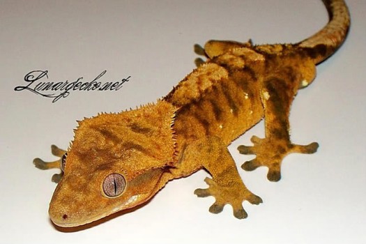 crested gecko plush
