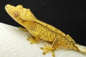 An Introduction to Crested Gecko Morphs