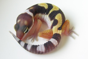 Facing Reality: What to Expect as a First-time Reptile Breeder