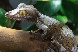 Three to Get Ready: Uroplatus