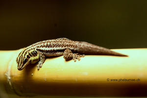 Phelsuma Pronki: Pronk’s Day Gecko