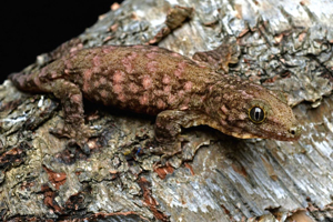 Three to Get Ready: Rhacodactylus leachianus
