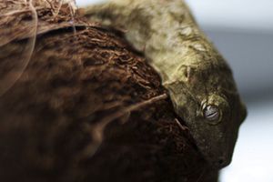 Renaming Rhacodactylus: Revision of the giant geckos of New Caledonia by Zootaxa