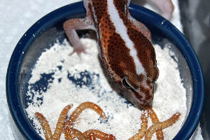 Three To Get Ready: African Fat Tail Gecko