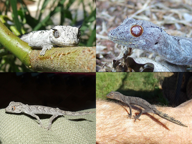 Strophurus Spiny-tailed Gecko Strophurus Spiny-tailed Gecko