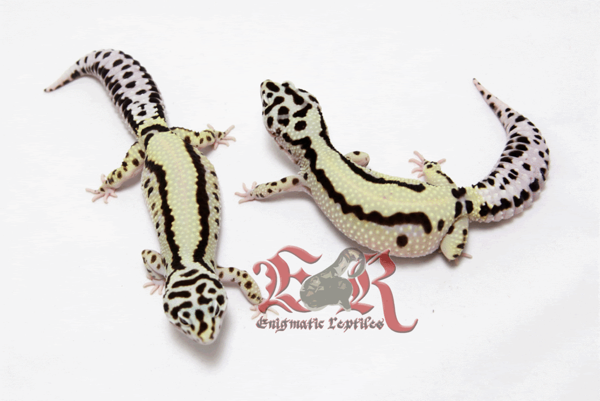 Bold Stripe leopard gecko Bold Stripe leopard gecko