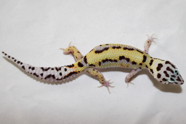 Mack Bold Stripe Female Mack Bold Stripe Female