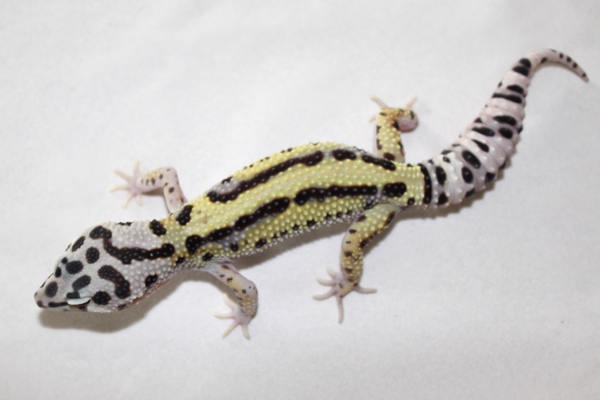 Mack Bold Stripe Male Mack Bold Stripe Male