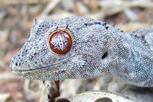 Three to Get Ready: Strophurus