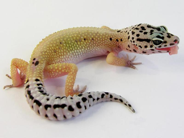 ghost stripe