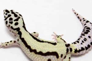 Selectively Breeding a Trait: Bold Stripe Leopard Geckos