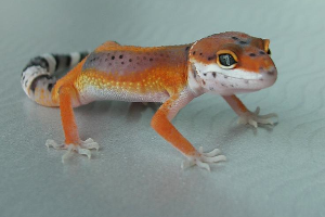 Selection of Breeders and Quality Management in Leopard Geckos