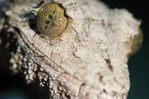 Keeping Uroplatus
