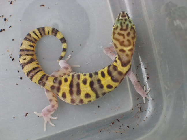 BanditFemale
