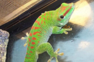 Three to Get Ready: Phelsuma grandis
