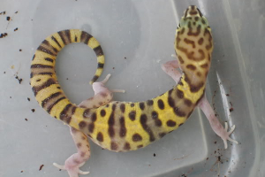 The Gecko Who Wouldn’t Quit
