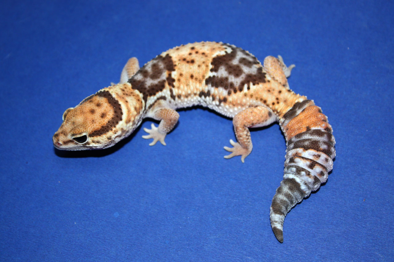 African Fat-tail Gecko Morph Guide - Gecko Time - Gecko Time