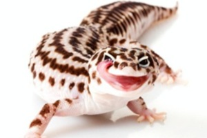 Three to Get Ready: Eublepharis macularius
