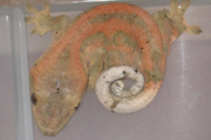 Gecko Hybridization