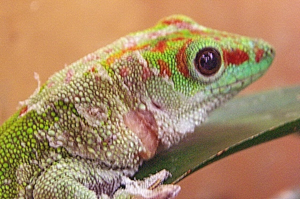 a tale of dangerous lighting with p grandis gecko time gecko lighting