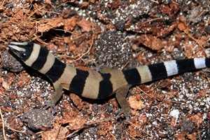 Three to Get Ready: Sphaerodactylus