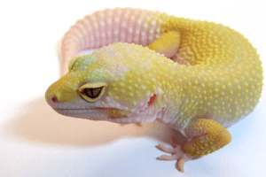 Gecko Breeder Interview: Nico Pietrzyk