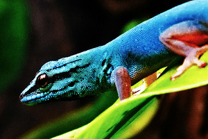 Three to Get Ready: Lygodactylus