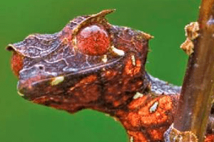 Book Review of Geckos: The Animal Answer Guide