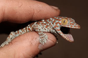 Three to Get Ready: Tokay (Gekko gecko)