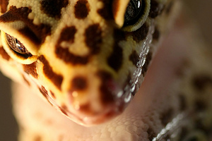 “Natural” vs. “Man-made”: Facts and Myths about Morphs in the Leopard Gecko