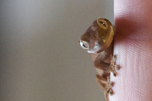 Three to Get Ready: Crested Gecko