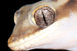 Field Herping in Australia