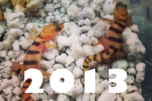 2013: What are Your Editors Up To?