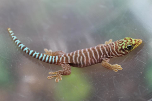 Breeding Endangered Geckos