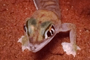 Three to Get Ready: Pachydactylus