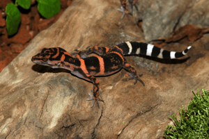 Three to Get Ready: Goniurosaurus
