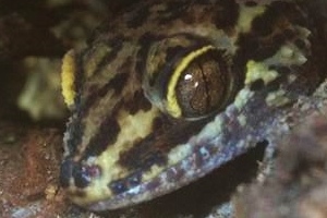 Party Geckos!