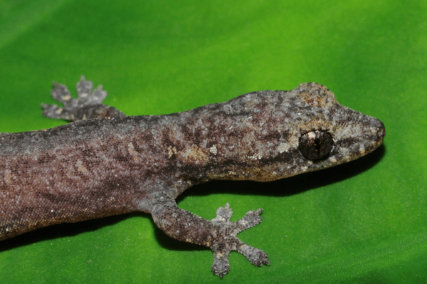 Three to Get Ready: Parthenogenetic Geckos