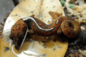Three to Get Ready: Cat Geckos