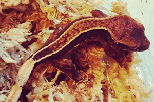 Saying Goodbye to Geckos