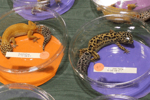 Attending Your First Reptile Show