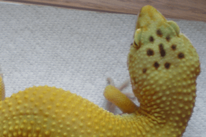 Modular Storage for Geckos